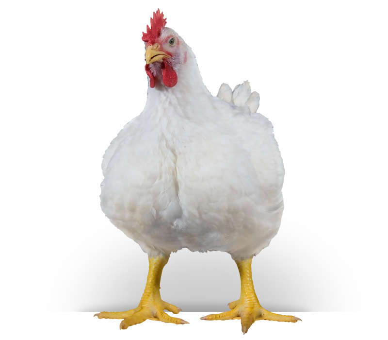 Ross 308 poultry chick